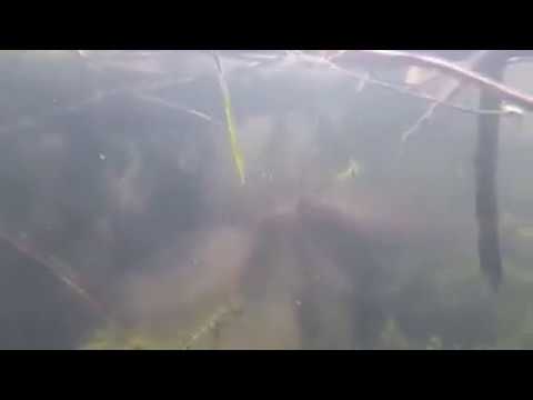 Hotel Heere Restaurant Timmy's Raamsdonksveer De Biesbosch bever beversafari Geertruidenberg Hank We