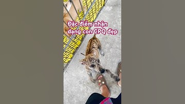 Đặc điểm nhận dạng Chó Phú Quốc chuẩn đẹp #chophuquocdep #short #viralvideo