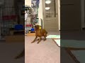ミニチュアピンシャーの謎ダッシュwww