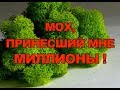 Бизнес на стабилизированном мхе!