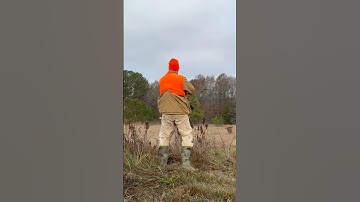 Quail flush over hunting German shorthaired pointer wirehaired pointing griffon mix Chap at Little q