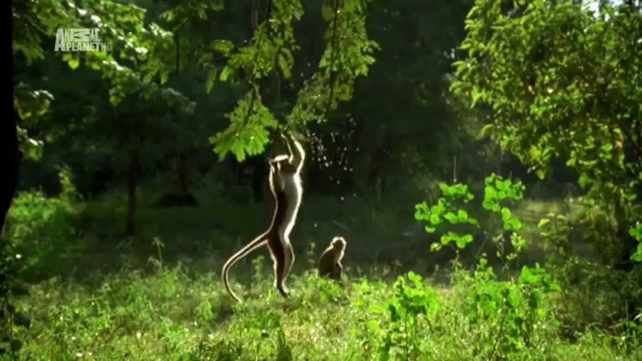 Олень шри ланки 5. Шри-Ланка обезьяны нападают на людей.