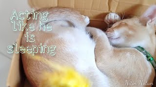 Cat acting like he is sleeping so funny|| Nitin Nutun by Nitin Nutun 65 views 2 years ago 4 minutes, 25 seconds