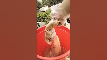 Cách làm nước rửa chén ; nước giặt hữu cơ từ quả bồ hòn