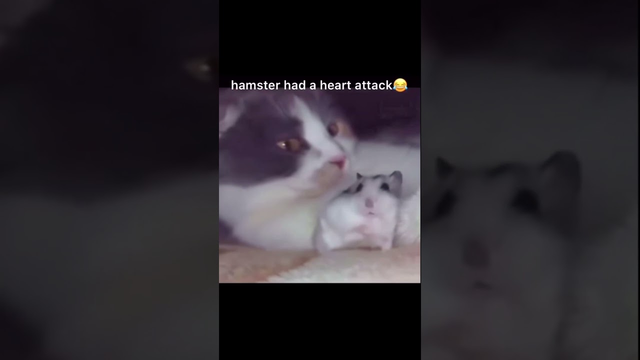 Hamster heart attack