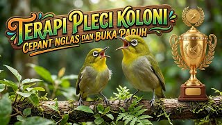 Terapi pleci koloni Cepat Nglas dan Buka paruh dan Juara #pleci #terapiplecikoloni #kicaumania #pcmi