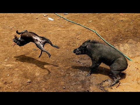 Бейне: Sealyham Terrier ит тұқымы гипоаллергенді, денсаулығы мен өмірінің ұзақтығы