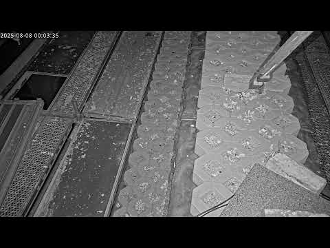 Eifel EGE Eagle Owl Webcam 4 Stream 2026 live cam preview