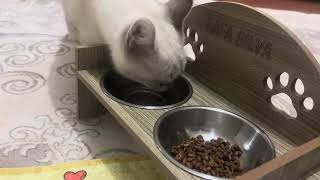 İsme Özel Mama Ve Su Kabı