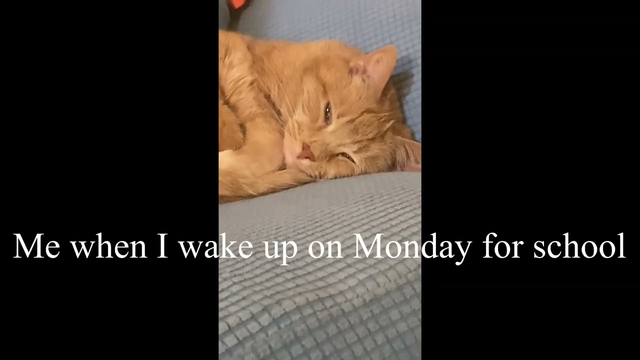 Most Relatable Shorts of My Cats