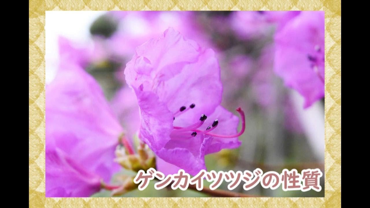 タンナゲンカイツツジ/大株【現品発送】管理70778 楽天市場