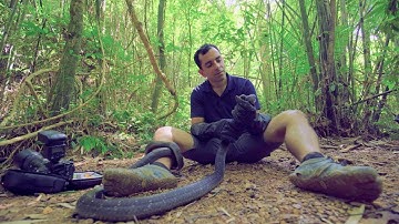 De monocled cobra, de gevaarlijkste slang ter wereld?