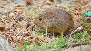 Mouse Floof Eating Grass! :)