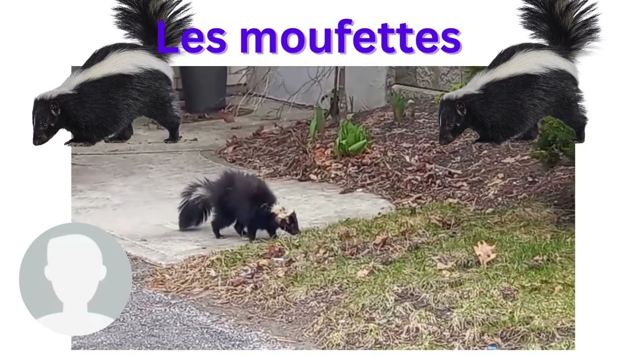 Sais-tu tout sur les moufettes ? Viens le découvrir !
