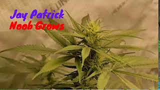 Sunday Morning Wake N Bake 8/16/26