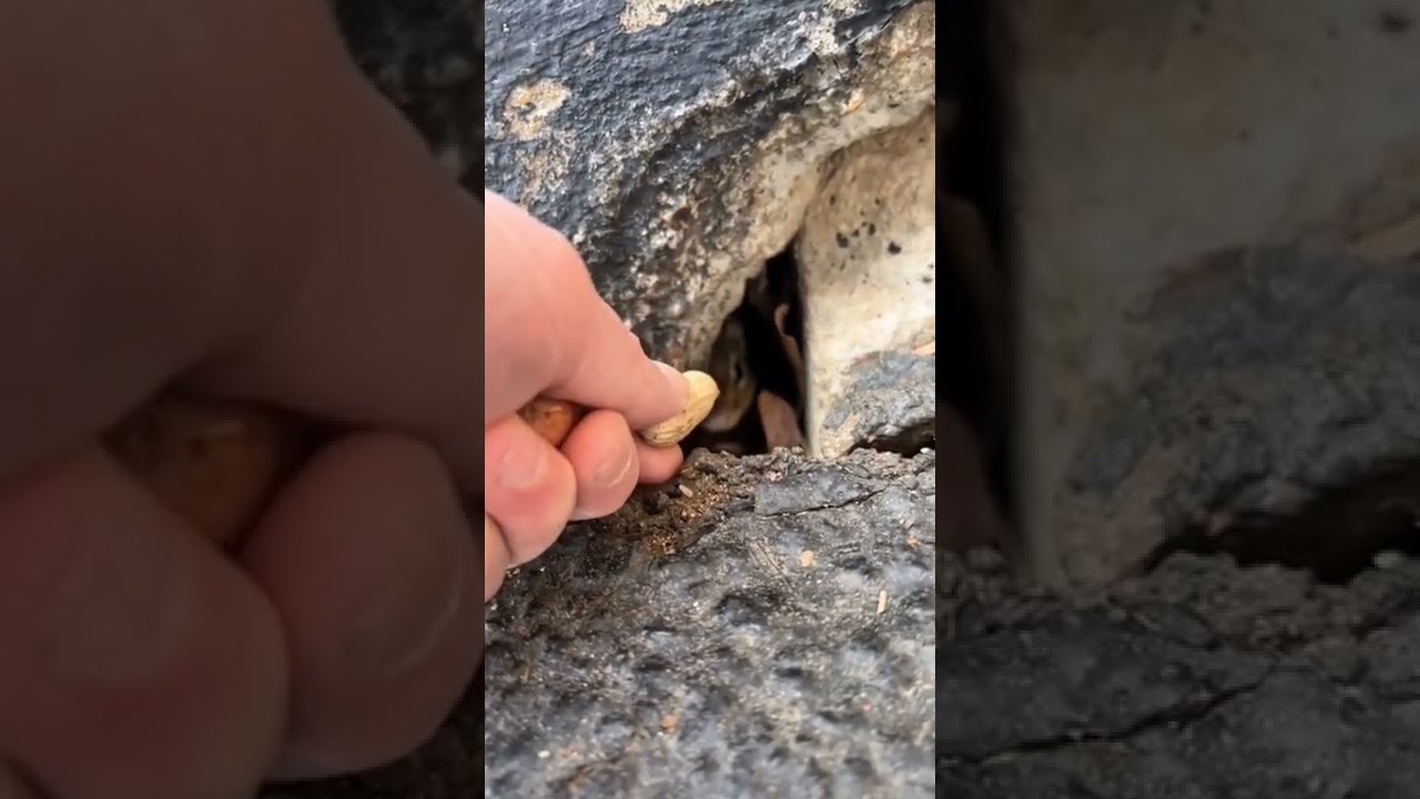 Lil Chimpmunk