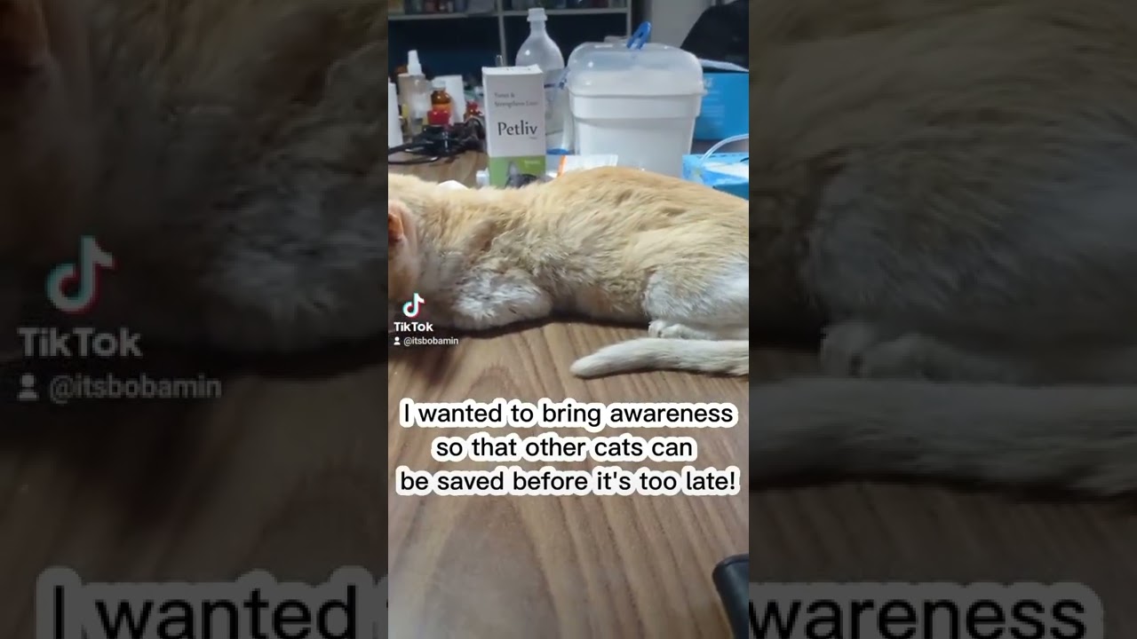watch till the end| spread awareness to save cats! 🙏 