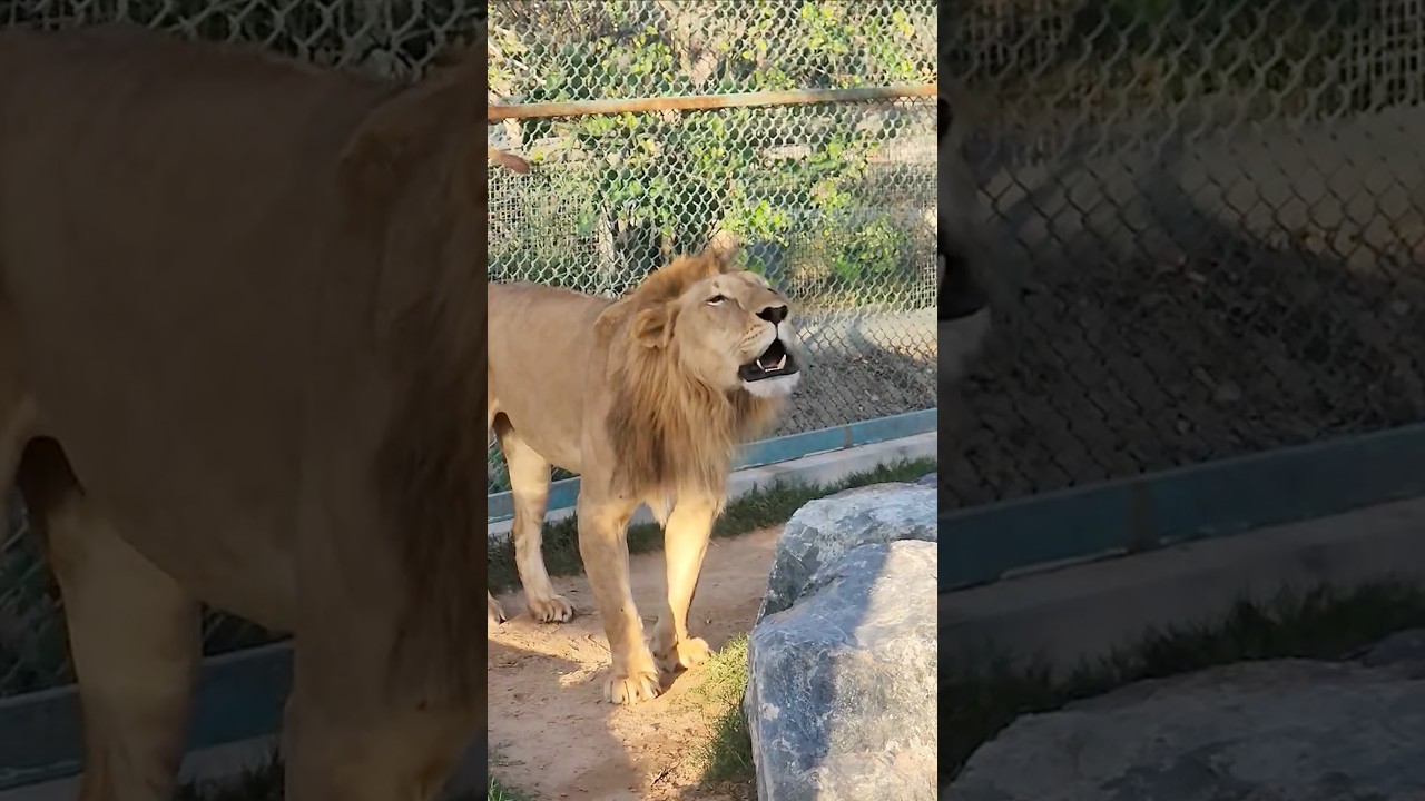 Эпический рык самца льва