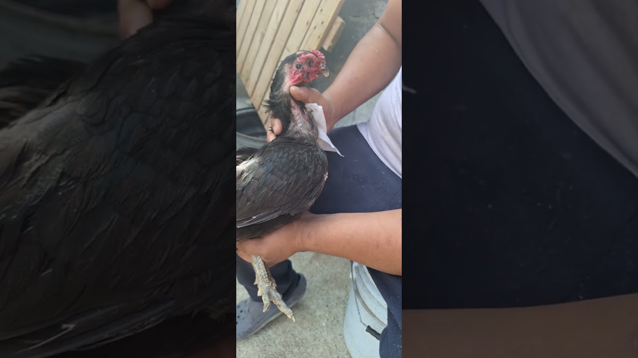 asil rajah murgh extremos inceminacion artificial