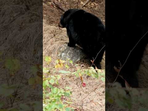 The Only Rifle Review You’ll Ever Need