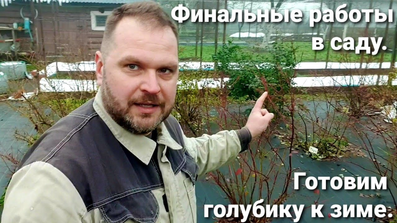 Финальные работы в саду. Готовим голубику к зиме.