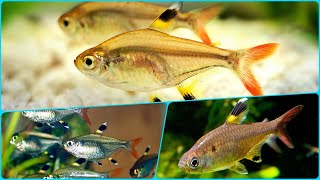 видео: Аквариумная рыбка Пристелла Ридлея Содержание Разведение и Совместимость Пристелл картинка: Аквариумная рыбка Пристелла Ридлея Содержание Разведение и Совместимость Пристелл