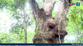 Quảng Ninh khai trương các hành trình du lịch Vịnh Bái Tử Long