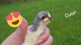 Cute Baby Chicks Eating Grasshoppers!