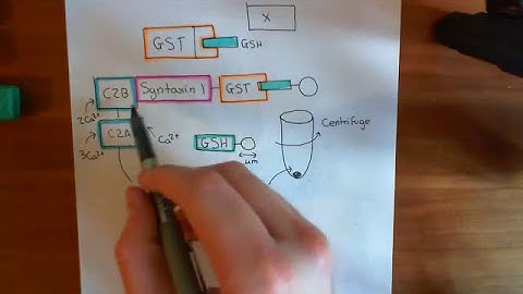 Synaptotagmin and Syntaxin Part 3