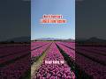North America S LARGEST Tulip Festival Skagit Valley Washington Roozengaarde 50 Acre Garden 