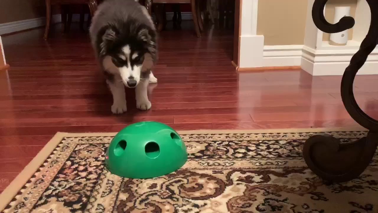 pomsky cat toy