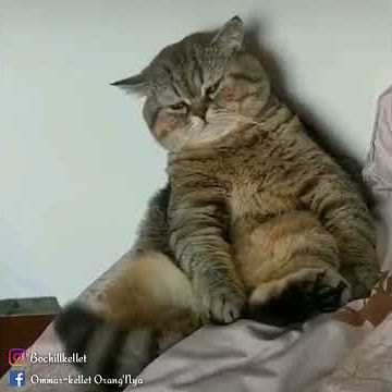 VIDEO Story IG WA Kucing Galau! 😂