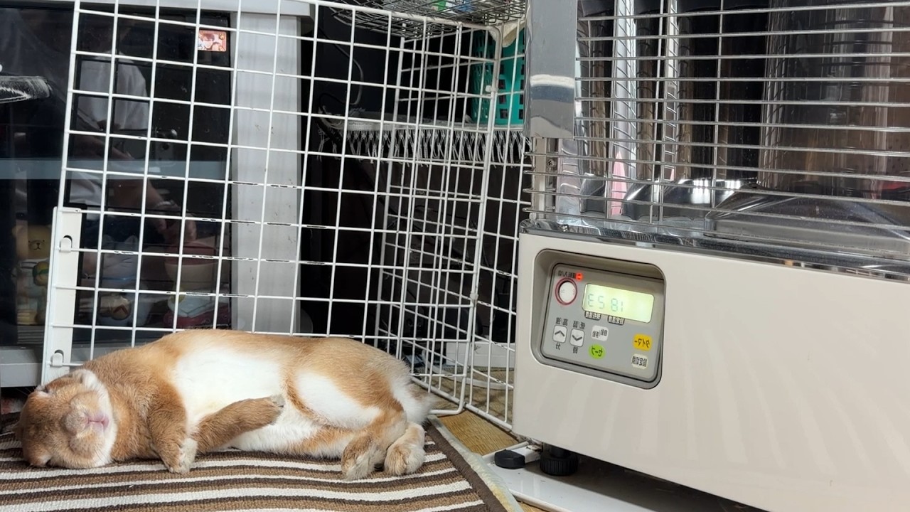 Matching the unseasonable cold, the rabbit predictably monopolizes