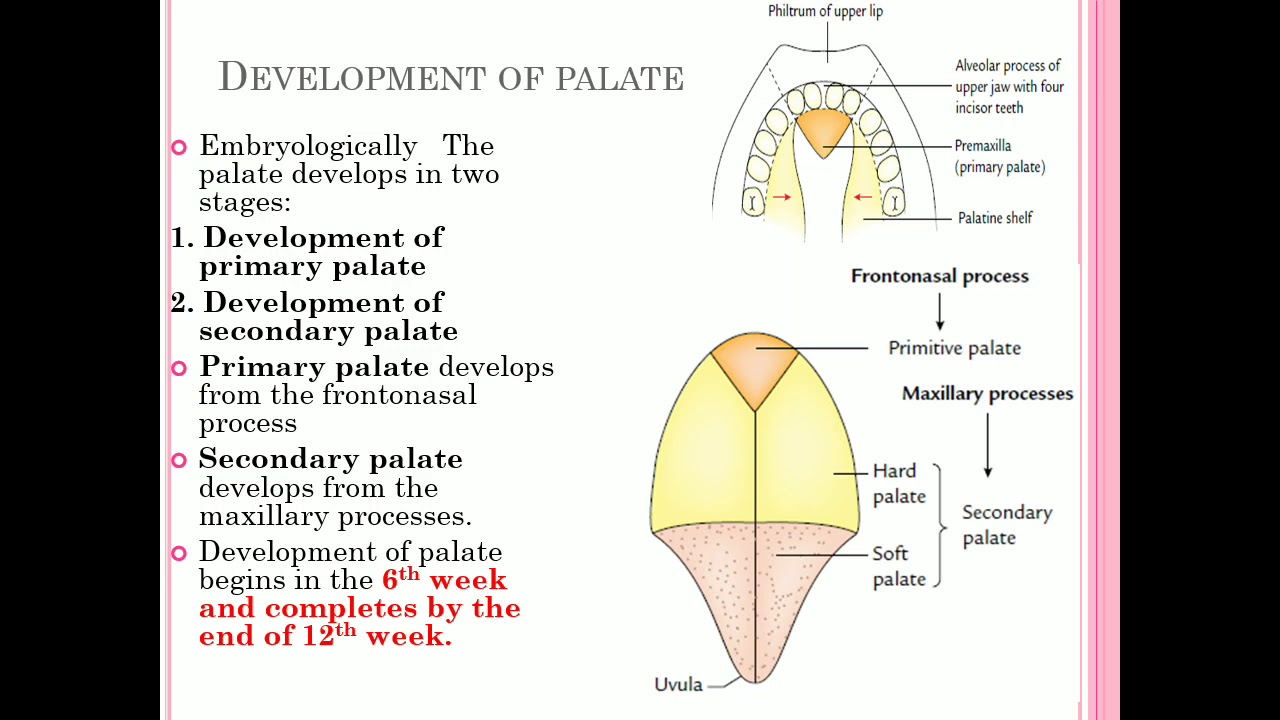 Development Of Palate Youtube