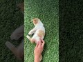 Dancing cat ?