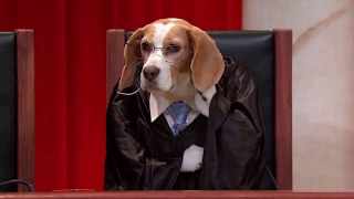 Lee v. United States: Oral Argument - March 28, 2017