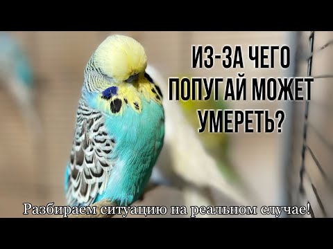 Почему умер попугай? Содержание попугая в плохих условиях