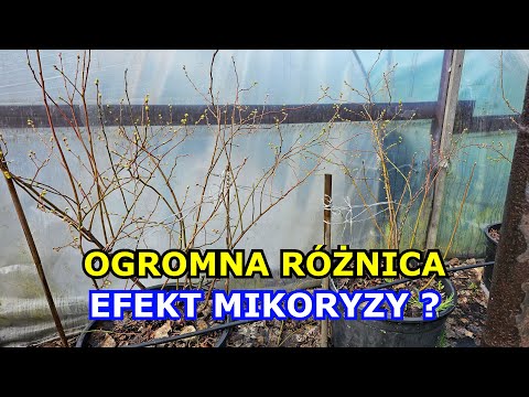 Wideo: Torf: klasyfikacja. Jaka jest różnica między torfem wyżynnym a nizinnym?