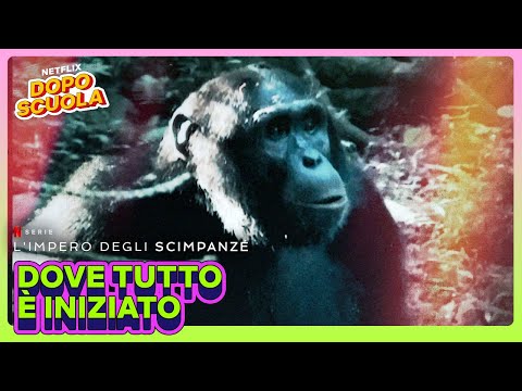 I NOSTRI PARENTI PIÙ VICINI 👀 L'impero degli scimpanzé | Netflix DOPOSCUOLA