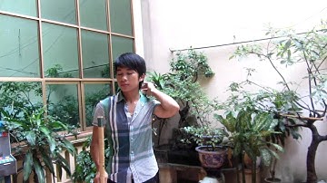 tây vương nữ quốc Sáo trúc Mão Mèo