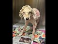 Texas Dog Found Near Death and Now Needs Your Help