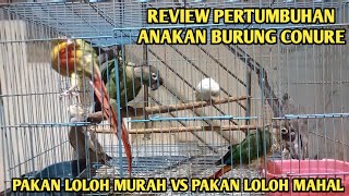 review pertumbuhan anakan burung conure dengan pakan loloh murah dan mahal