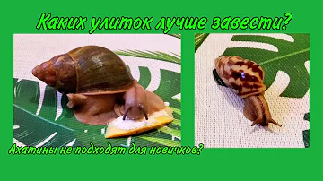 Какую улитку лучше завести? | Ахатины или архи? |  Snails for you