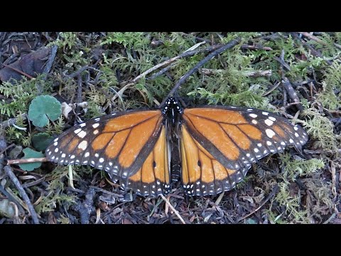 Video: Motýlí ľudia. Život V Kokóne