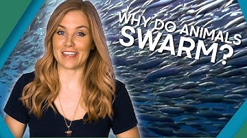Why Do Animals Swarm? | BBC Earth Explore