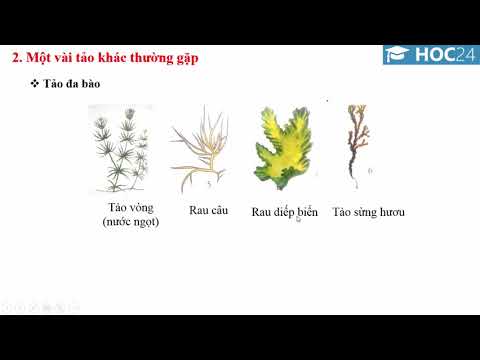 Bài 37: Tảo - Sinh học 6 - Hoc24.vn - youtube