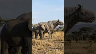 O GIGANTE ESQUECIDO DA TERRA