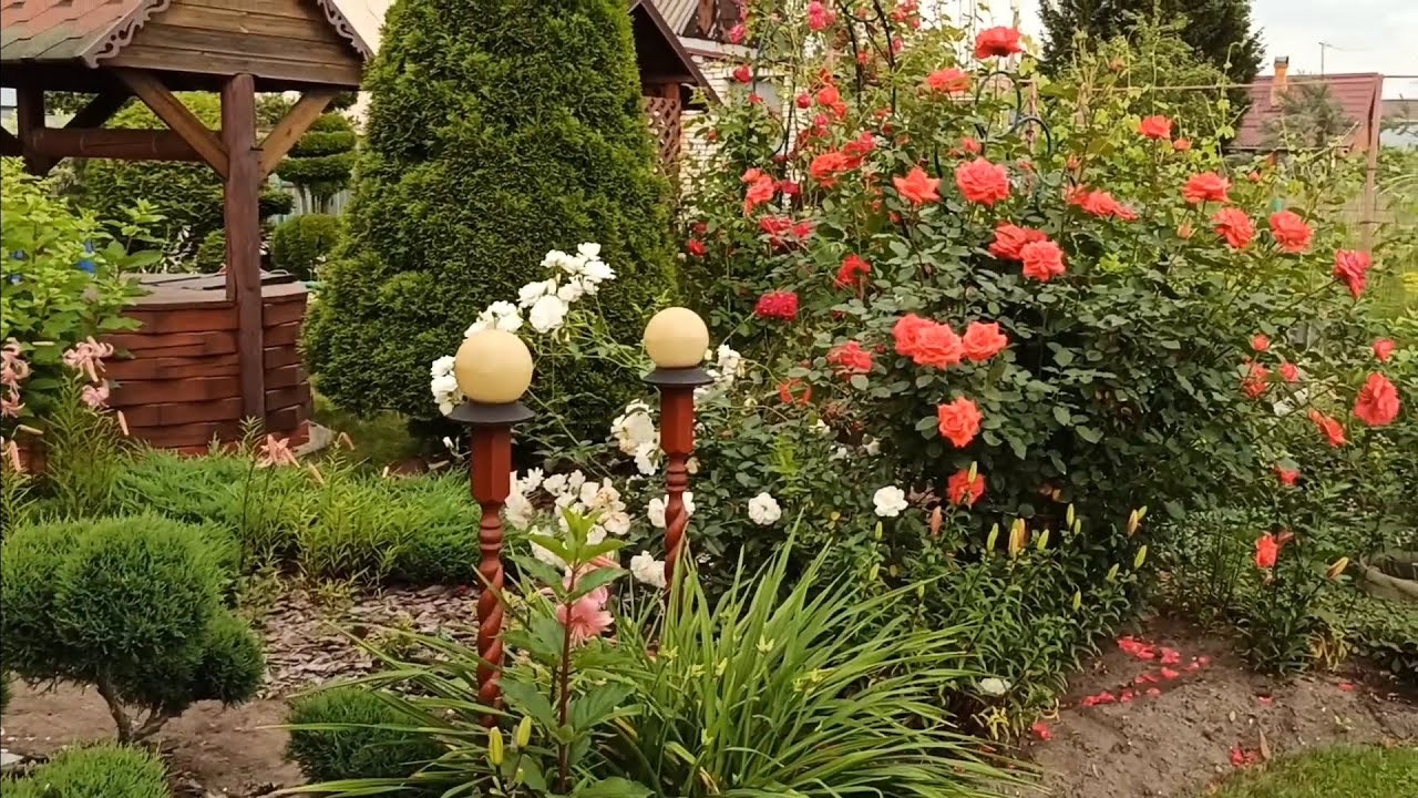 Несколько минут в моём саду,...13 июля 2025 год.