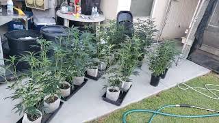 Outdoor Cannabis 2022 How🍒 start the grow👌🏿