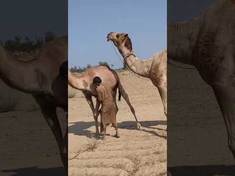 الصوت مصدره من لهات البعير اذا التهبت لهاته لا يستطيع الهدير اكسبلور  